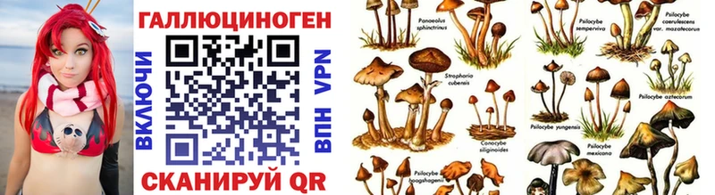 Купить  Катайск  Галлюциногенные грибы Psilocybine cubensis 